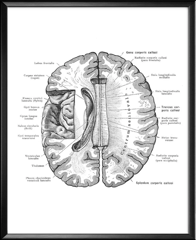 Анатомический мозг тканевые плакаты искусство медицинская Античная анатомия