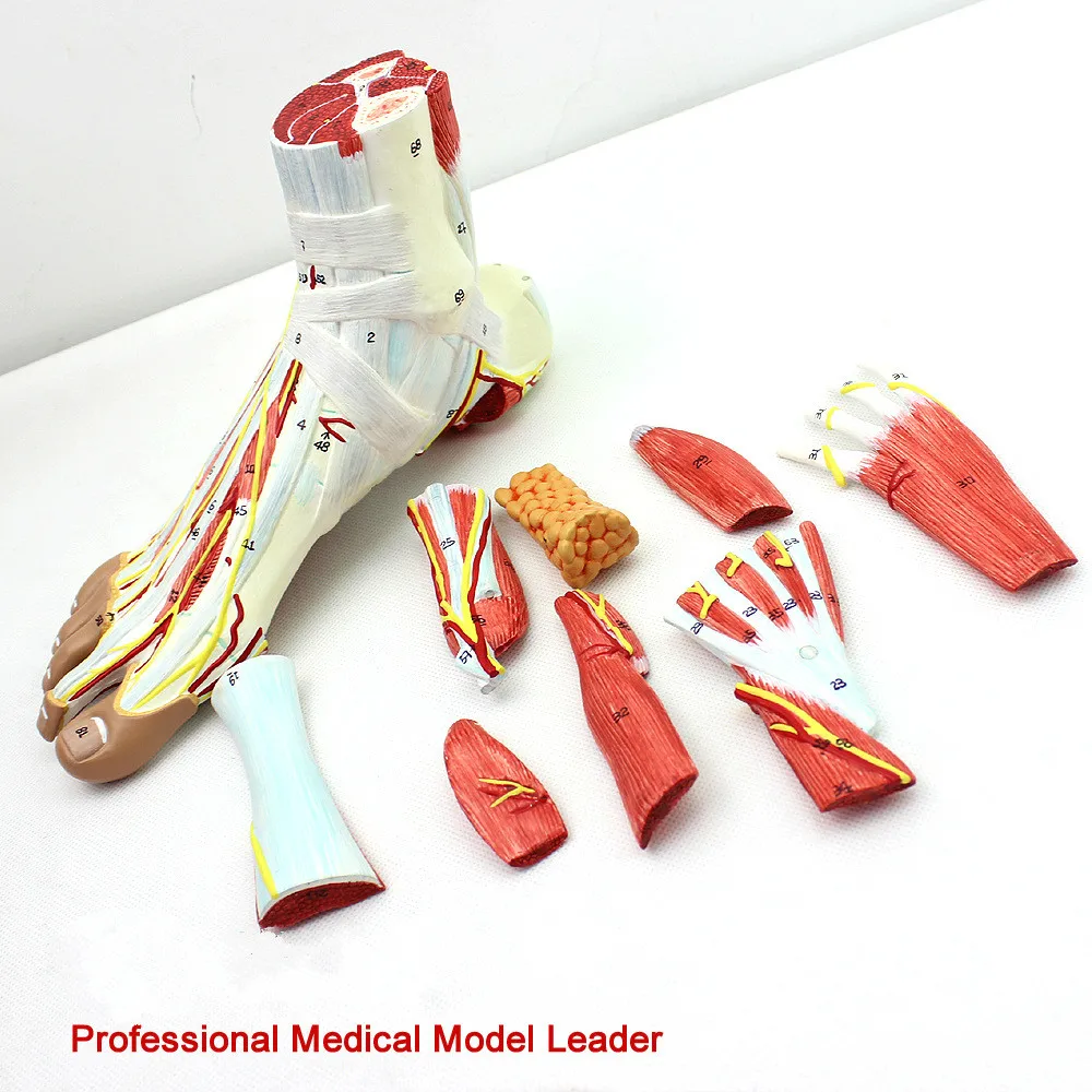 

9 pcs 1:1 foot anatomy model foot surgery of foot joint muscle neurovascular ligament model Professional medical model