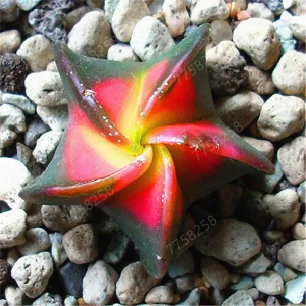 100 шт. искусственный кактус | Дом и сад