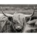 Алмазная 5D картина сделай сам, полноразмерная вышивка из круглых страз, шотландский горный скот, животное, вышивка крестиком, мозаика для подарка