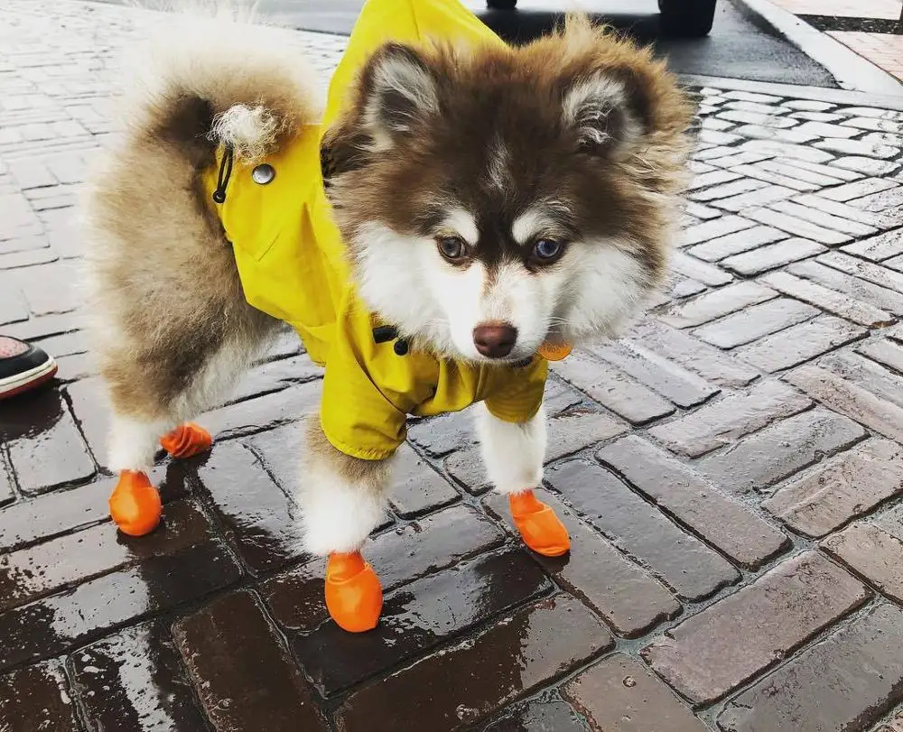 Дождевик для собак на молнии светоотражающая Водонепроницаемая Регулируемая