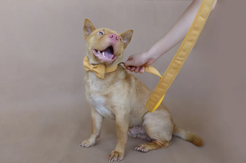 MUTTCO Выгравированный металлический ошейник с пряжкой для собак, желтый персонализированный ошейник для собак с идентификационной биркой, 5 размеров, табличка с именами, защита от потери, поставка для домашних животных UDC077