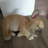 Изображение товара 4