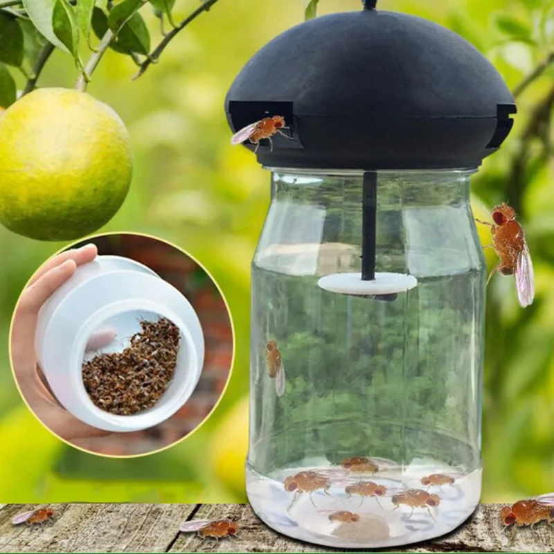 

10 fruit fly attractant 2ml fruit fly trap bait stock solution is not released Fly Trap