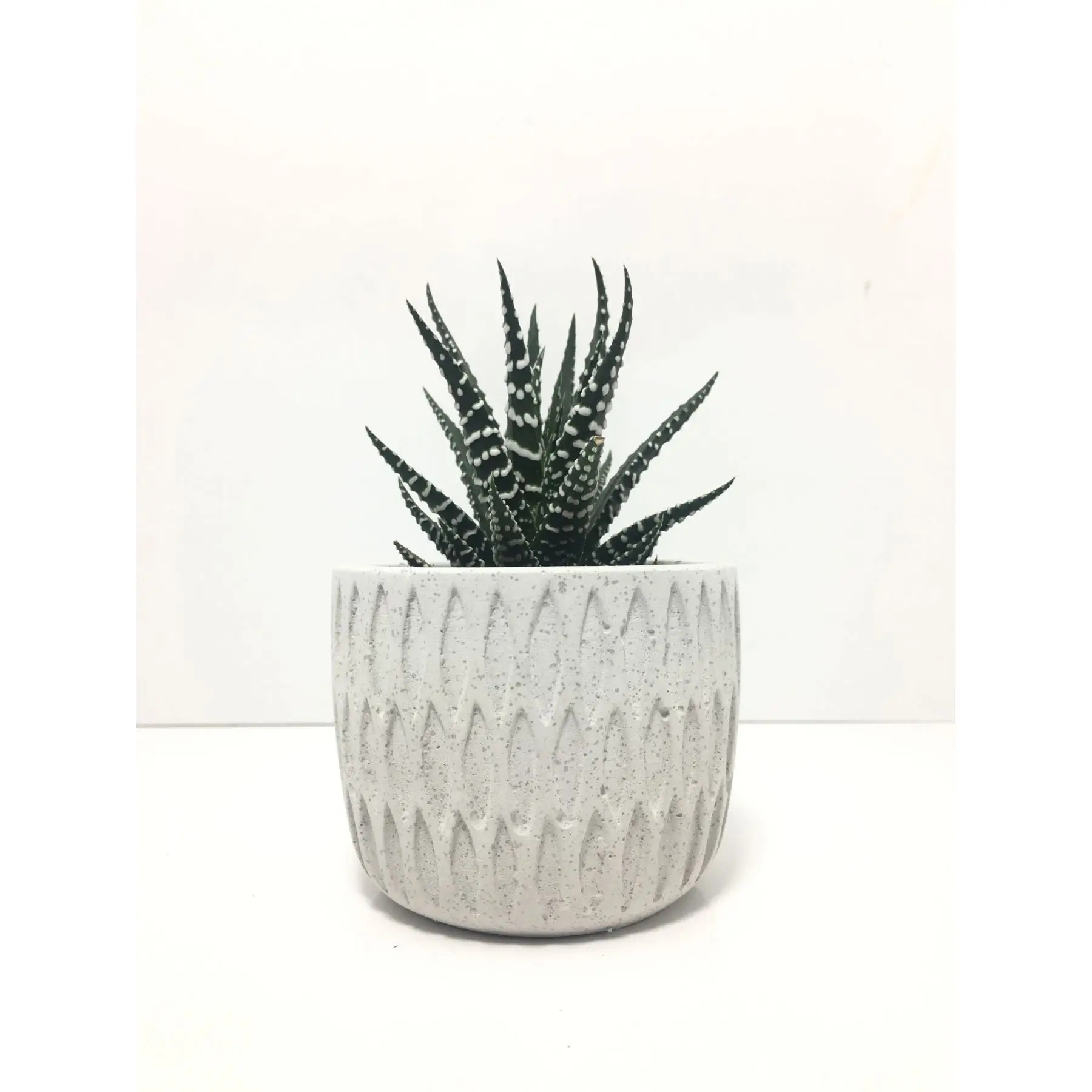 

Vertical Stripe Concrete Pot and Live Sukulent - YE1604