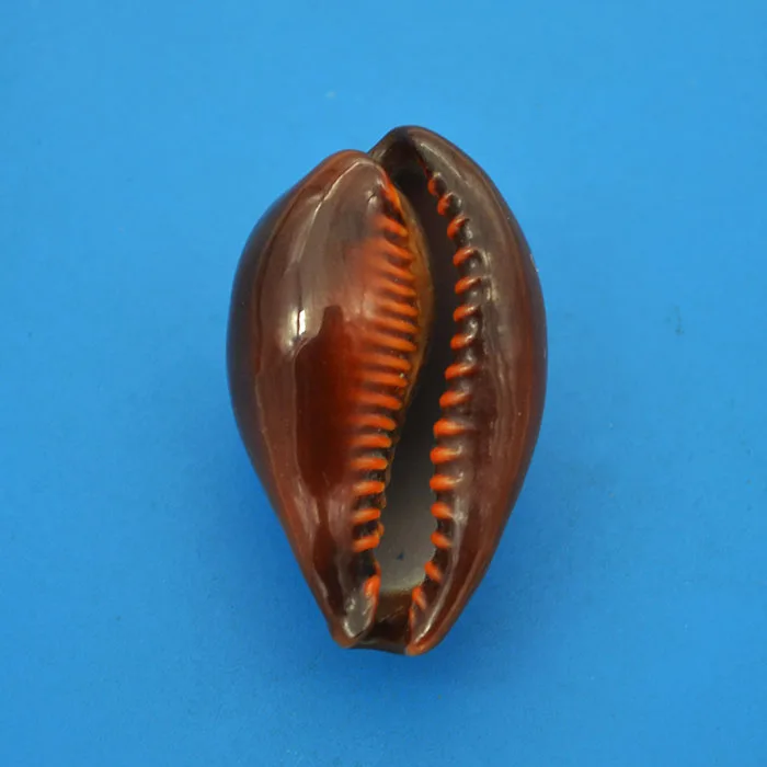 

4.08 cm Tea Fruit Treasure Conch Rare Conch Collection Home Decoration