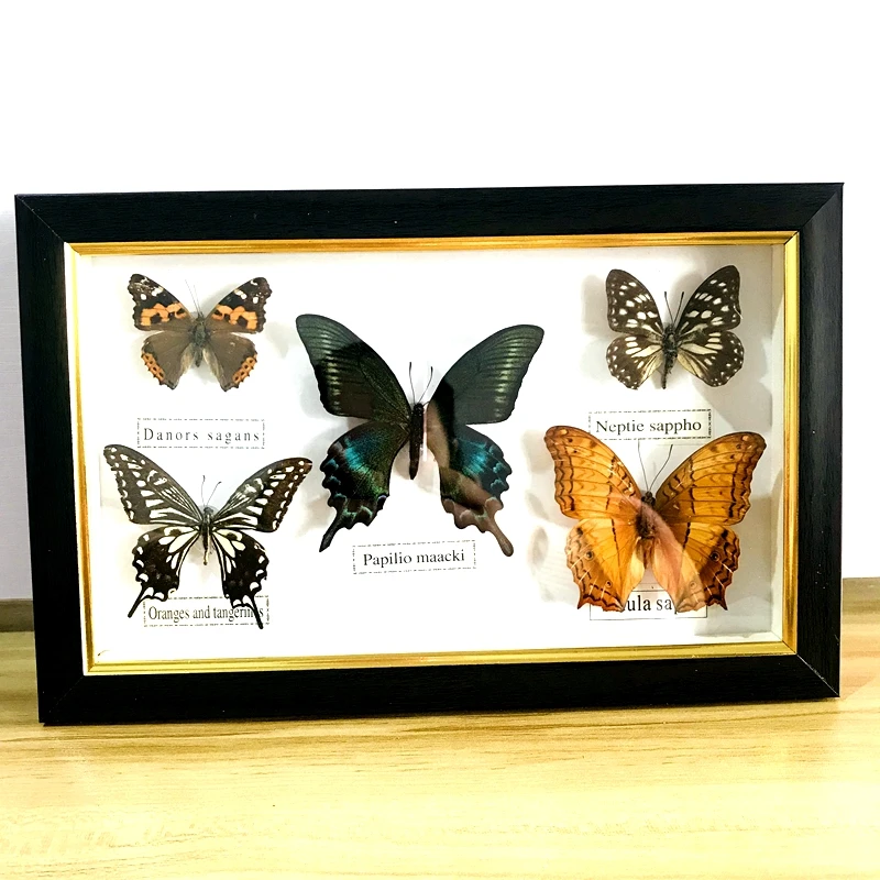 Pretty Butterfly Real Specimen Education Material Collection/Butterfly Specimen Artwork Material Decor