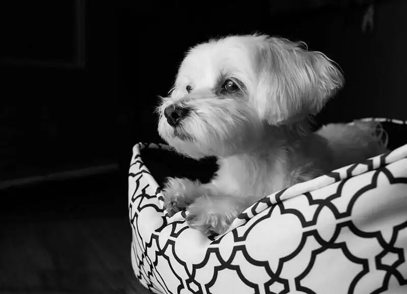 Алмазная картина 5d собака diy вышивка мозаика крестиком Мальтийский полный