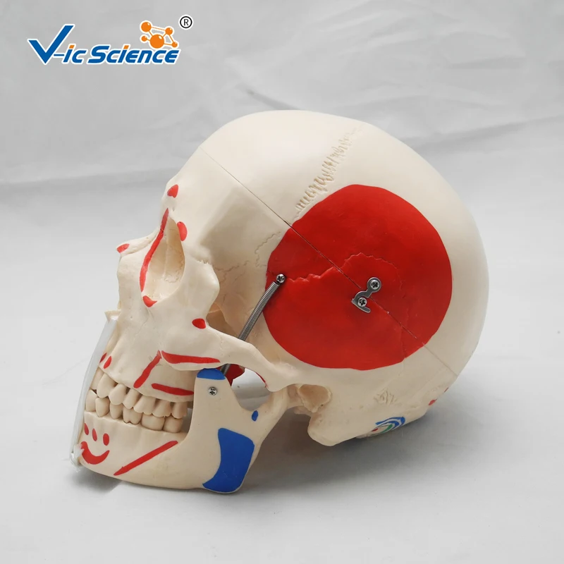 High Quality Life-Size Skeleton Skull with Painted Muscles | Канцтовары для офиса и дома