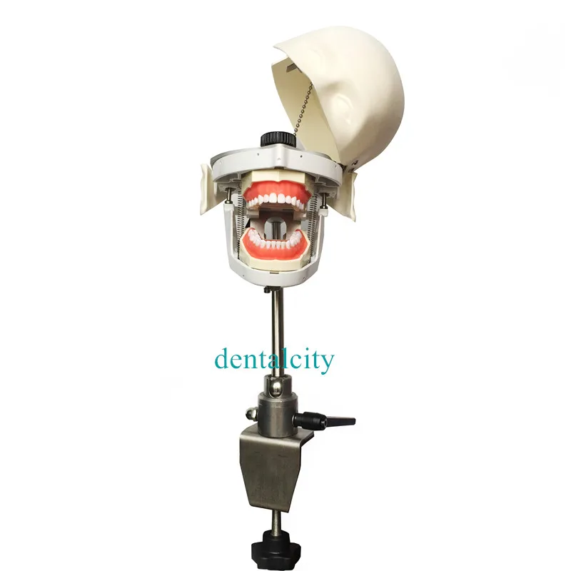 Стоматологическая Студенческая Модель манекены и модели фантомная головка для