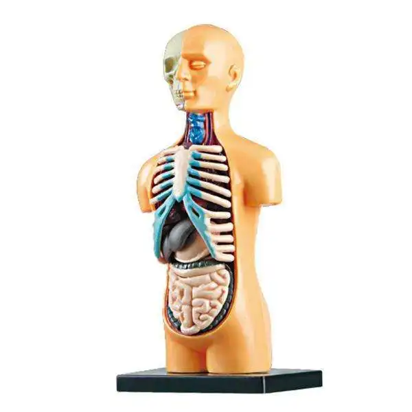 

3X 3D Scientific Human Body Model Assembly DIY Toys Teaching AIDS