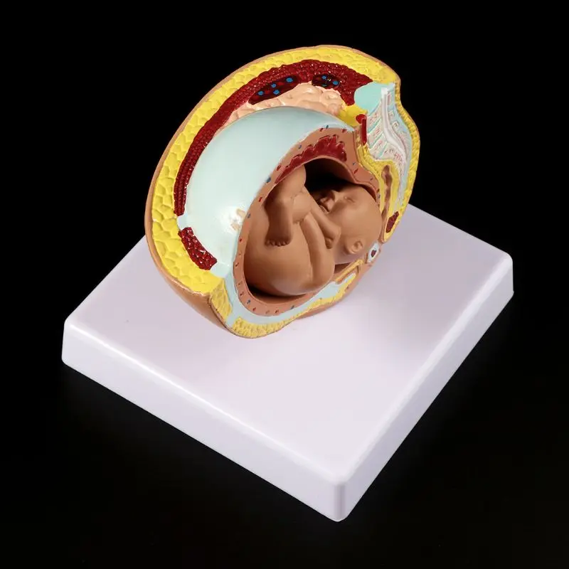 

9th Month Baby Fetus Foetus Pregnancy Human Pregnancy Fetal Development Medical Model