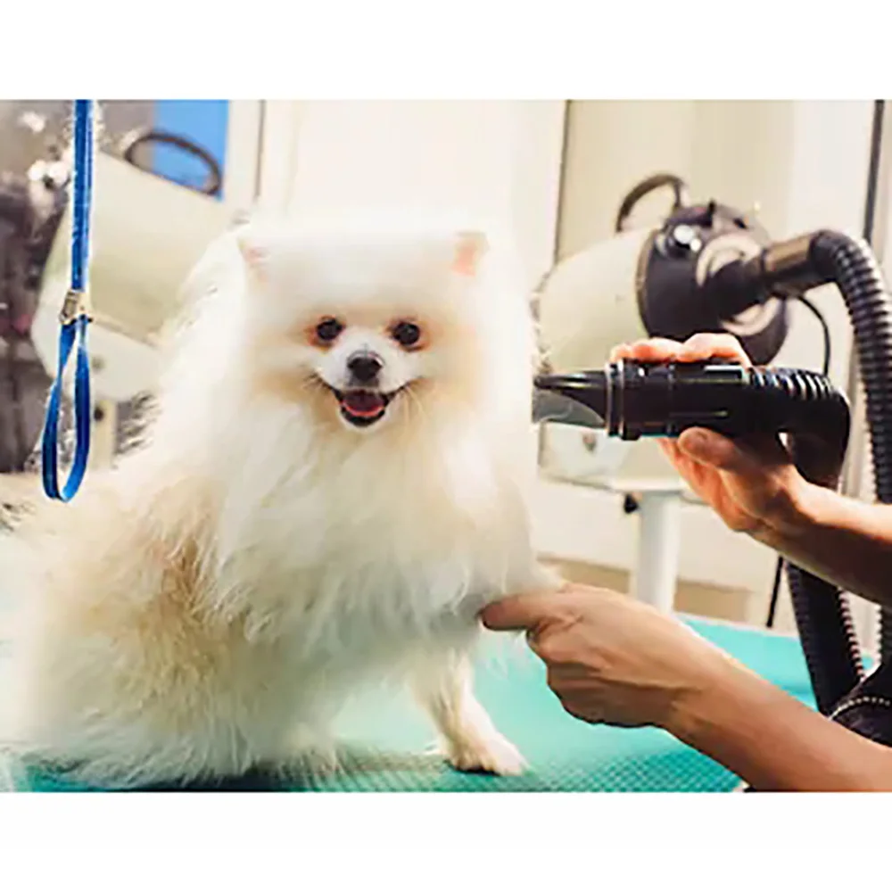 Secador de pelo con aire c&aacute;lido para perros y gatos, soplador con potencia para aseo r&aacute;pido de mascotas peque&ntilde;as, medianas y grandes, 2800W-5