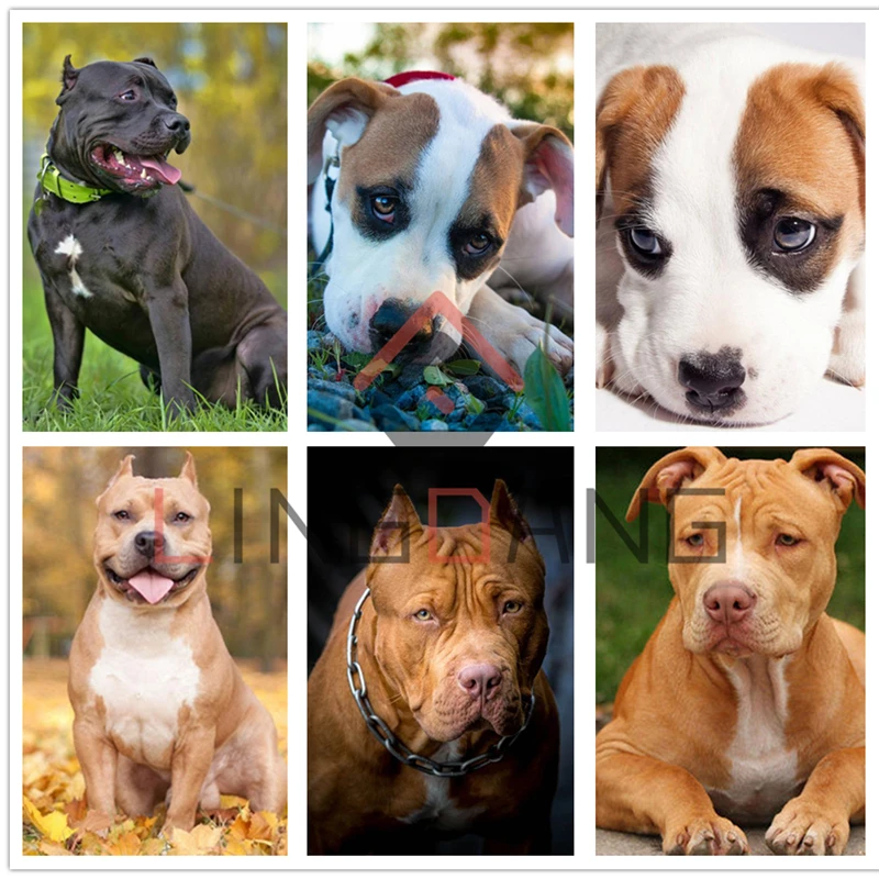 5D алмазная живопись полная выкладка круглая картина животные собака Питбуль