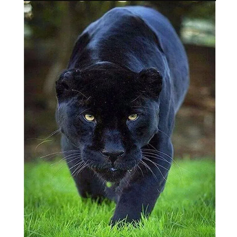 Вышивка крестом вышивка бисером животное черный пантера узоры полностью сдедай