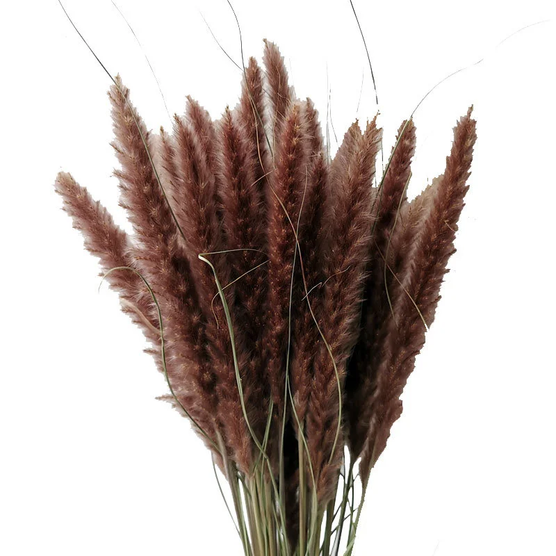

10Pcs Dried Small Pampas Grass Flowers Artificiales Real Plants Home Decor Wedding Decoration