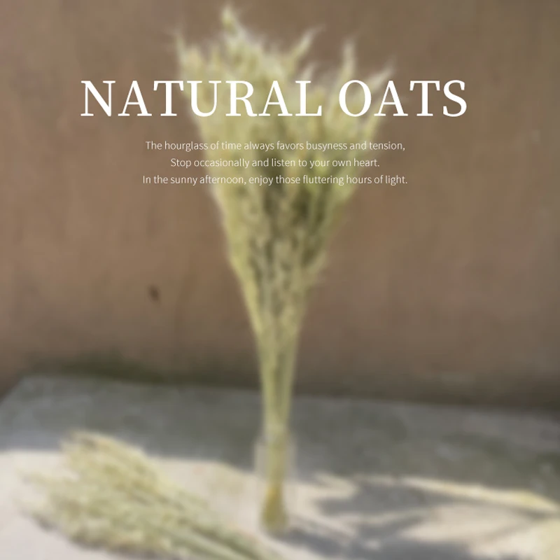 

50 стебли сушеный Овес натуральный цветочный букет чистый натуральный мех уха овса букеты Овес уха пучки