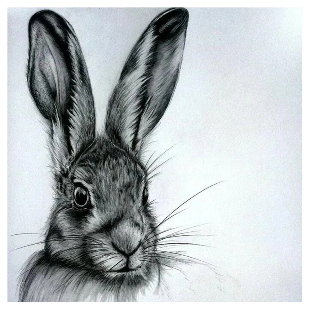 Зайка ручкой. Кролик рисунок. Заяц карандашом. Заяц рисунок. Кролик карандашом.