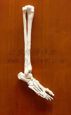 Orthopedic, Fibular and Tibial Models of Adult Foot and Foot