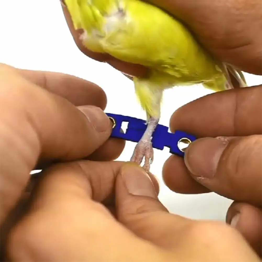 5 размеров 2 цвета Pet Parrot Leg Ring цепочка на лодыжку птица кольцо открытый Летающий обучение открытие активности нашест для птиц аксессуары