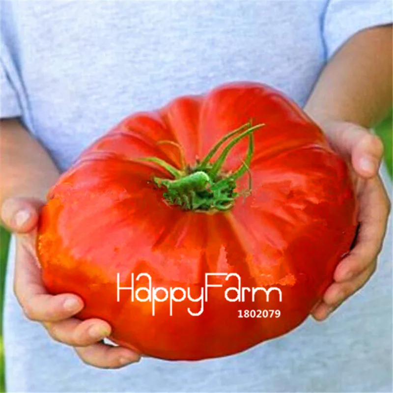 New Fresh 20 Pcs/Lot Rainbow Tomato Plants, bonsai organic vegetable& fruit Plantas,potted plant for home&garden - Цвет: 22