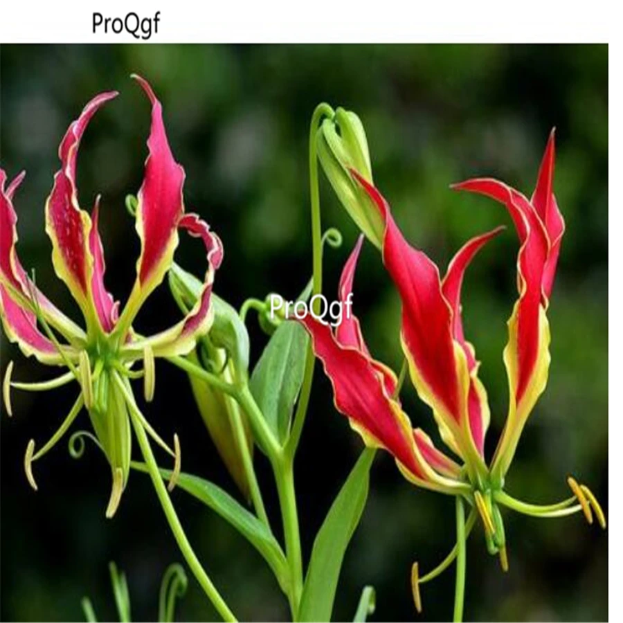 Ngryise 5 шт набор Gloriosa superba