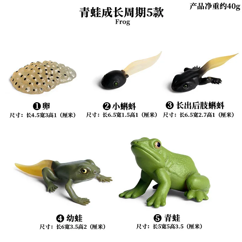 

Simulation Frog Growth Set Model Plastic Solid Simulated Tadpole Animals Hand Model Creative Toys Christmas Gift For Children
