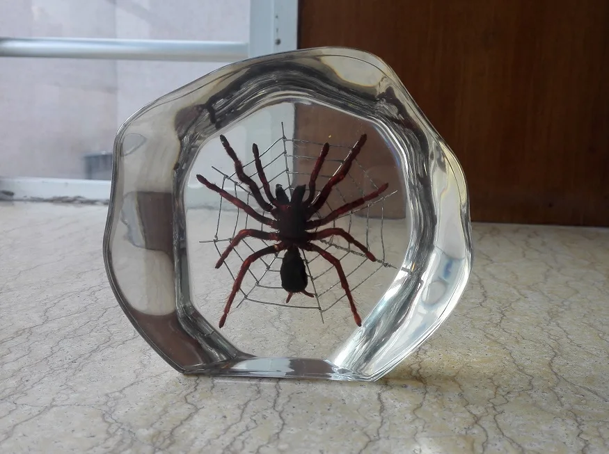 Образец насекомого paperweight Taxidermy Коллекция Встроенный в Прозрачный Lucite блок