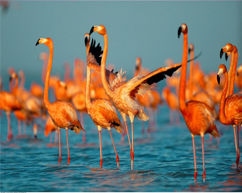 

Custom 3d Animal Wallpaper 3d Modern Wallpaper Happy Red Jay Romantic Animal Decorative Silk 3d Mural Wallpaper