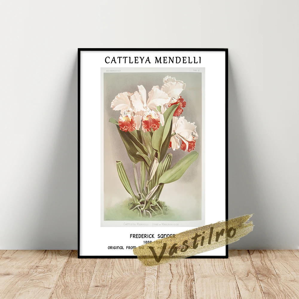 

Frederick Sander Poster, Cattleya Mendelli Wall Picture, Reichenbachia Orchids Illustration, Sander Flower Leaf Wall Painting