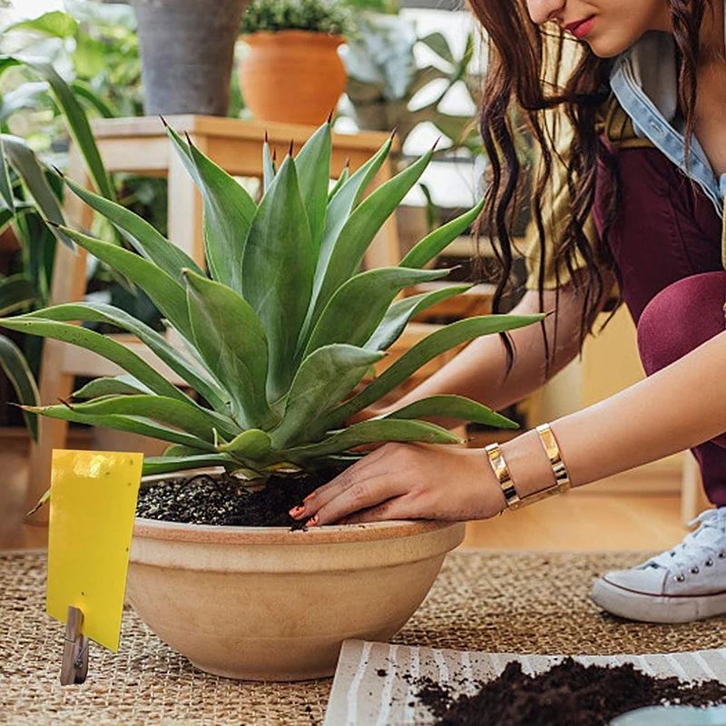 

50 Pack Dual Sticky Traps 6 x 8 Inch for Flying Plant Insect (Twist Ties Included)