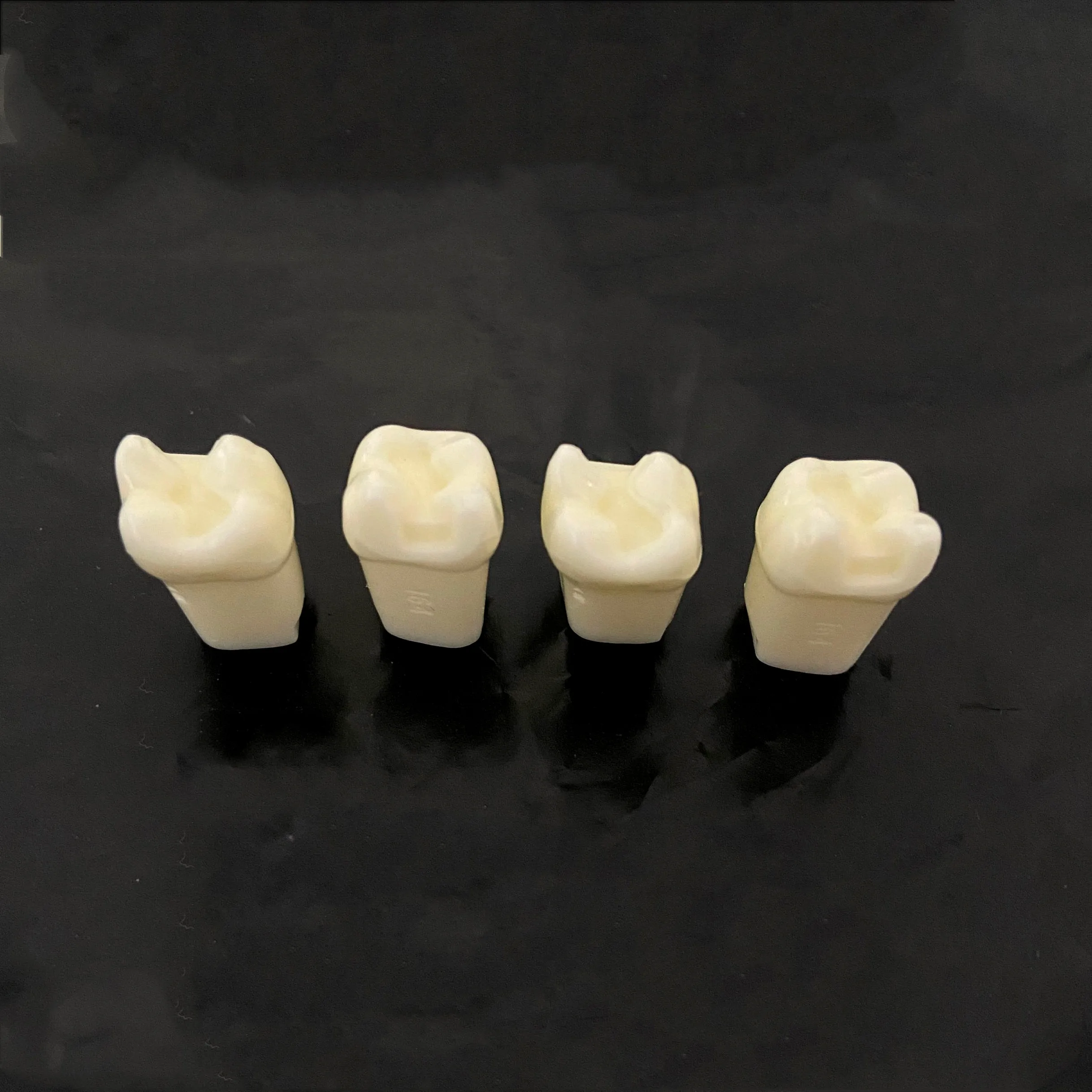 

Dental Model Teeth Restoration Teaching Study Tooth Medical Science Disease Dentist Dentistry Products Supply