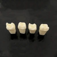 dental model teeth restoration teaching study tooth medical science disease dentist dentistry products supply