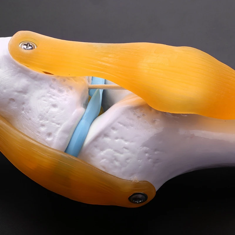 

Knee Joint Simulation Model Human 1:1 Size Anatomy & 45cm with Pelvic Human Anatomical Anatomy Spine Spinal Column Model