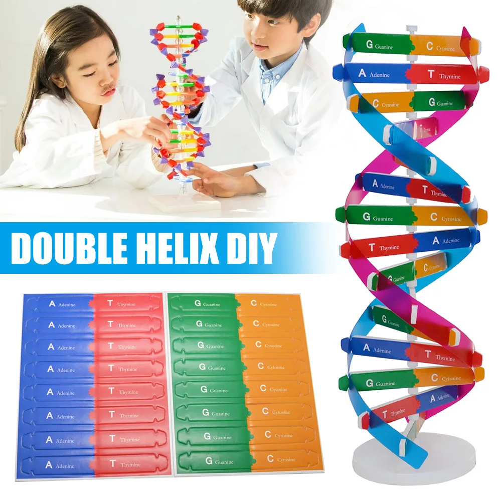 

DIY DNA модель научный биологический эксперимент детская Сборка DIY обучающая игрушка AN88