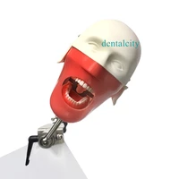 dental student model dental manikins and models phantom head for for teaching and learning in dental classes