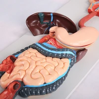 chinon human digestive system model stomach anatomy large intestine rectal gastroenterology module medical supplies bix a1055