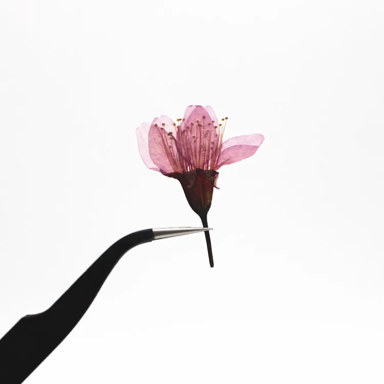 250 шт. прессованный высушенный вишня Сакура цветочных растений Гербария для