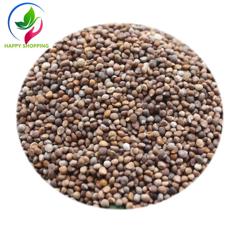 

Perilla, Perilla Seed, Wild Chinese Medicinal Materials, Cough Relief, Lung Relief, Asthma,zi Su Zi