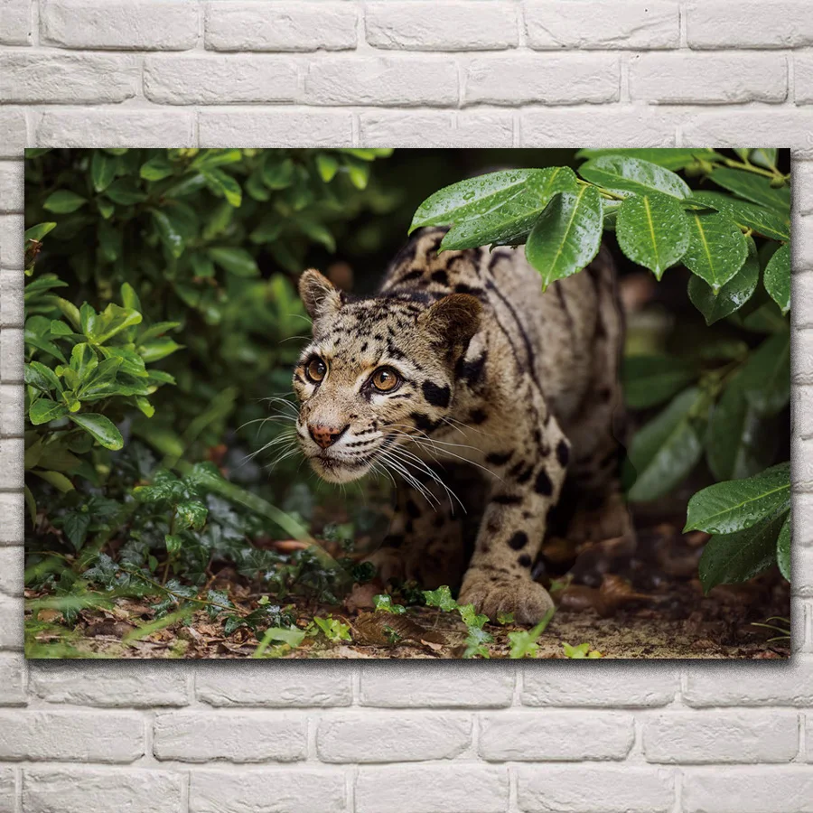 

An Indian leopard on the prowl wild animal artwork fabric posters on the wall picture home art living room decoration KP212