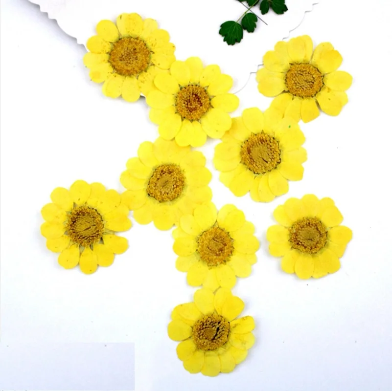 

120pcs Pressed Dried Flower Chrysanthemum Multicaule Plants Herbarium For Epoxy Resin Jewelry Making Frame Phone Case Craft DIY