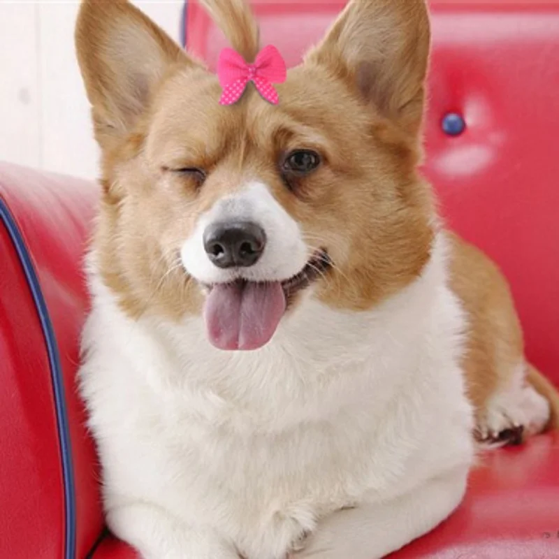 Банты для домашних животных 10 шт./лот в ассортименте милые головные уборы