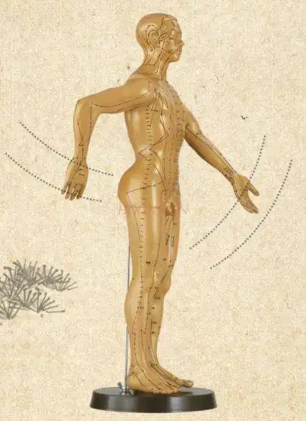 

structure teaching Acupuncture point human body model dummy model whole body medical art meridian teaching