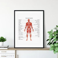 poster human muscular system diagram print biology medical education chart doctor office wall art decor medicine canvas painting