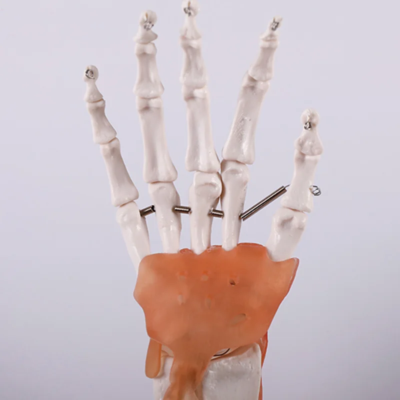 Медицинская наука образование студент учебные материалы усовершенствованный