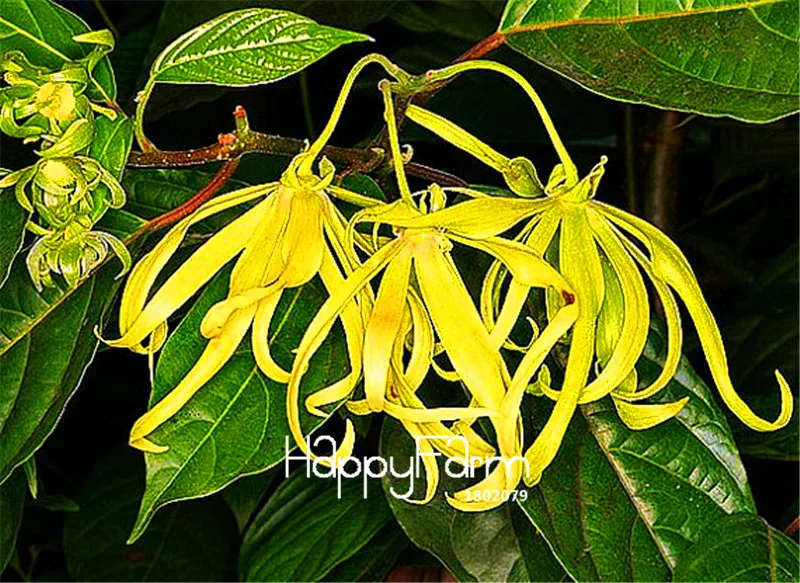 100 шт./лот бестселлер! Cananga odorata, Ylang-Ylang дерево, контейнер или комнатные растения, цветы бонсай