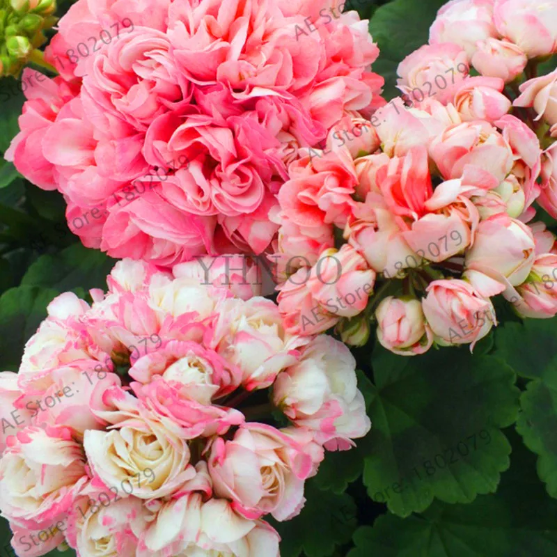 Свежий 10 шт./пакет Редкие герани растения Appleblossom Rosebud Pelargonium многолетние цветник выносливое растение бонсай
