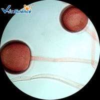 100pcs microbiology prepared slides for medical and teaching expriments
