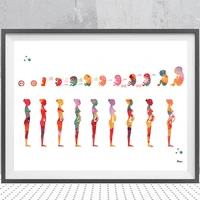 pregnancy stage watercolor poster printing fetal development gestational age printmaking obstetrics and gynecology decor art