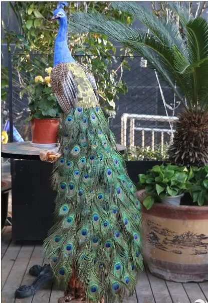 

large real life beautiful peacock model foam&feather long tail beautiful peacock bird gift about 150cm d0018